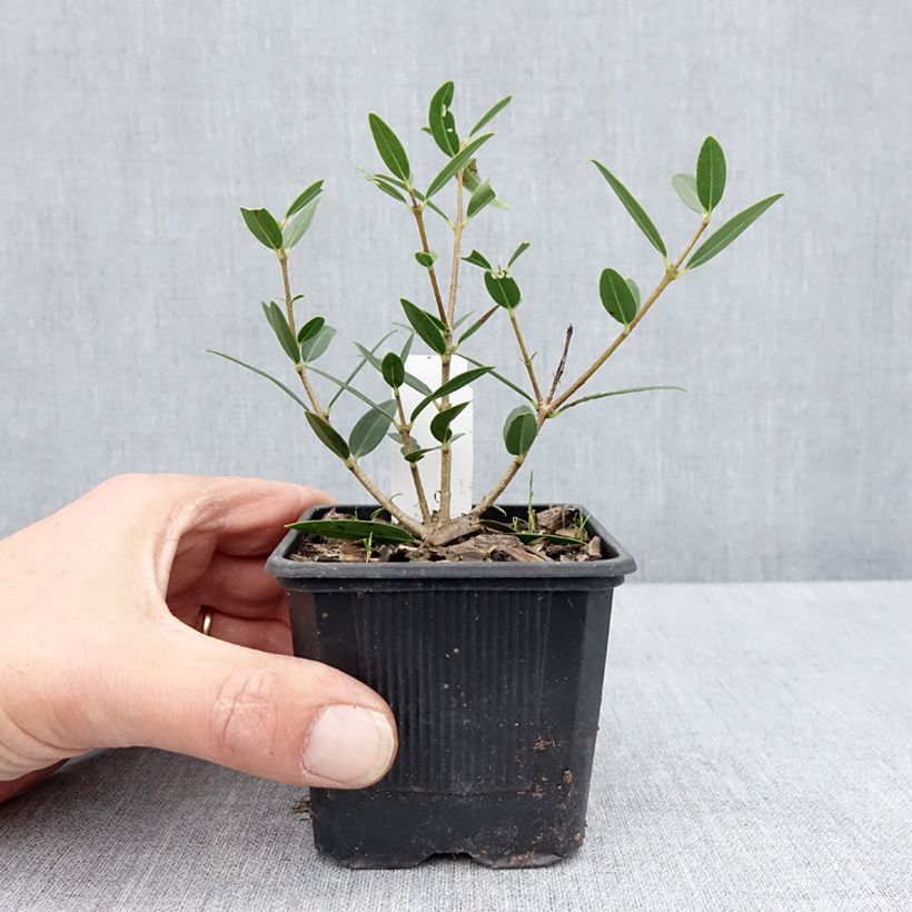Spécimen de Phillyrea angustifolia Green Up - Filaire à feuilles étroites - godet 9 CM tel que livré au printemps