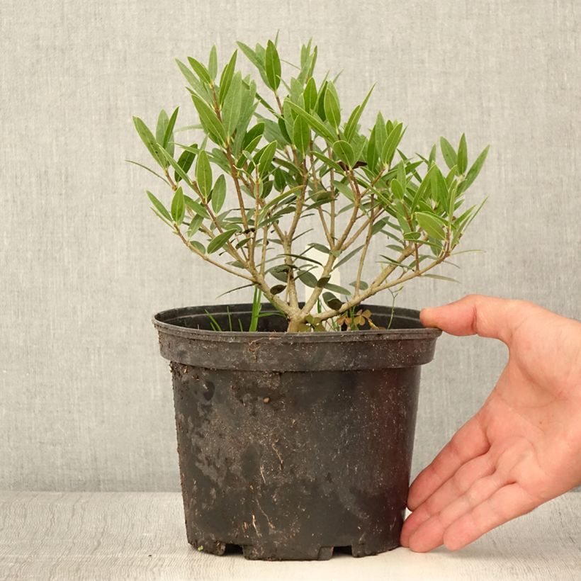 Spécimen de Phillyrea angustifolia Green Up - Filaire à feuilles étroites - Pot de 3L/4L tel que livré en été