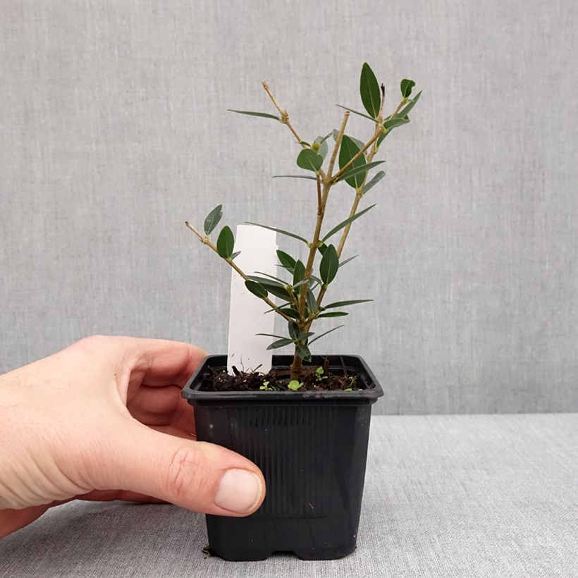 Spécimen de Phillyrea angustifolia GreenQuick - Filaire à feuilles étroites Godet de 8/9 cm tel que livré en hiver