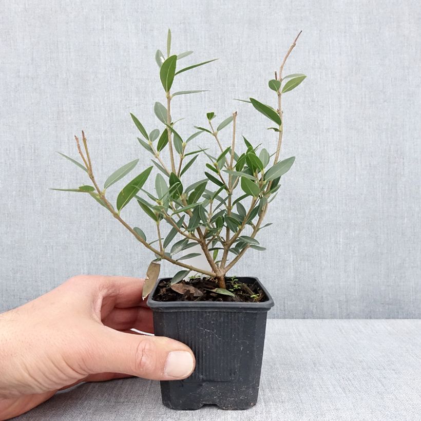 Spécimen de Phillyrea angustifolia GreenQuick - Filaire à feuilles étroites - Godet de 8/9 cm tel que livré au printemps