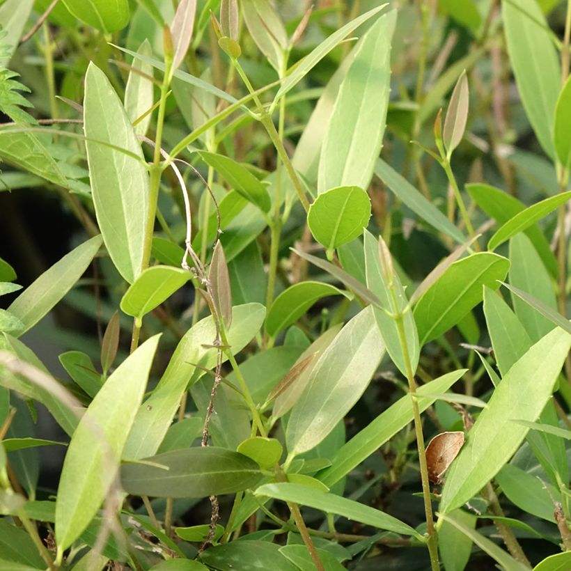 Phillyrea angustifolia Rosmarinifolia - Filaire à feuilles étroites (Feuillage)