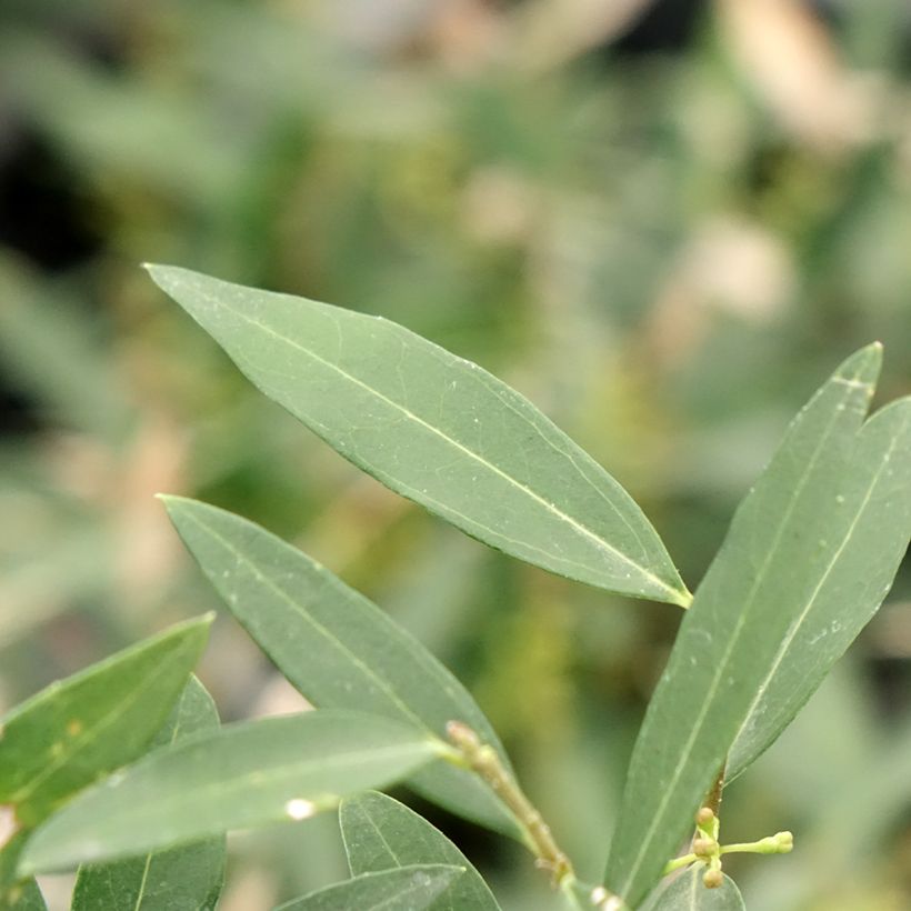 Phillyrea angustifolia Rosmarinifolia - Filaire à feuilles étroites (Feuillage)