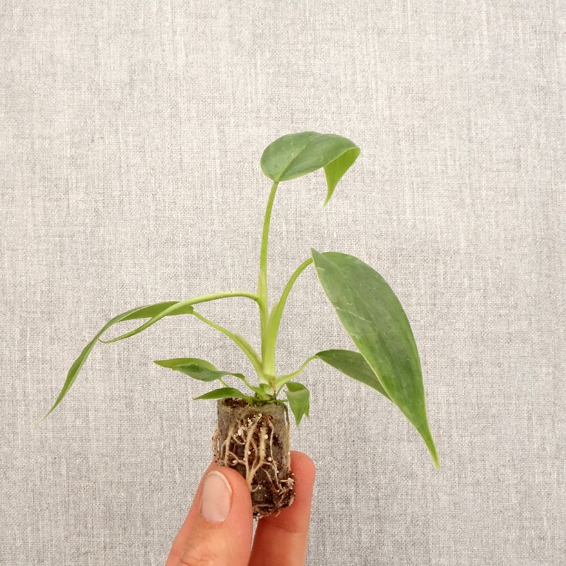 Spécimen de Philodendron 69686 - Mini-motte Ø 3/4 cm tel que livré au printemps