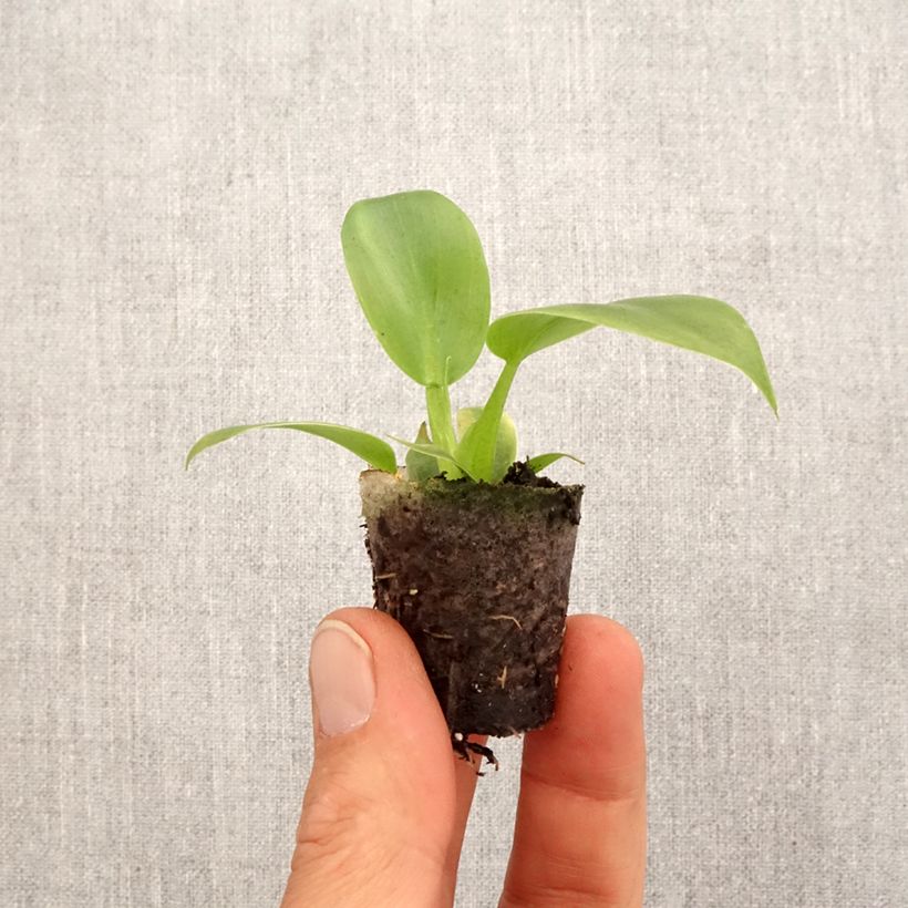 Spécimen de Philodendron applanatum - Mini-motte Ø 3/4 cm tel que livré au printemps