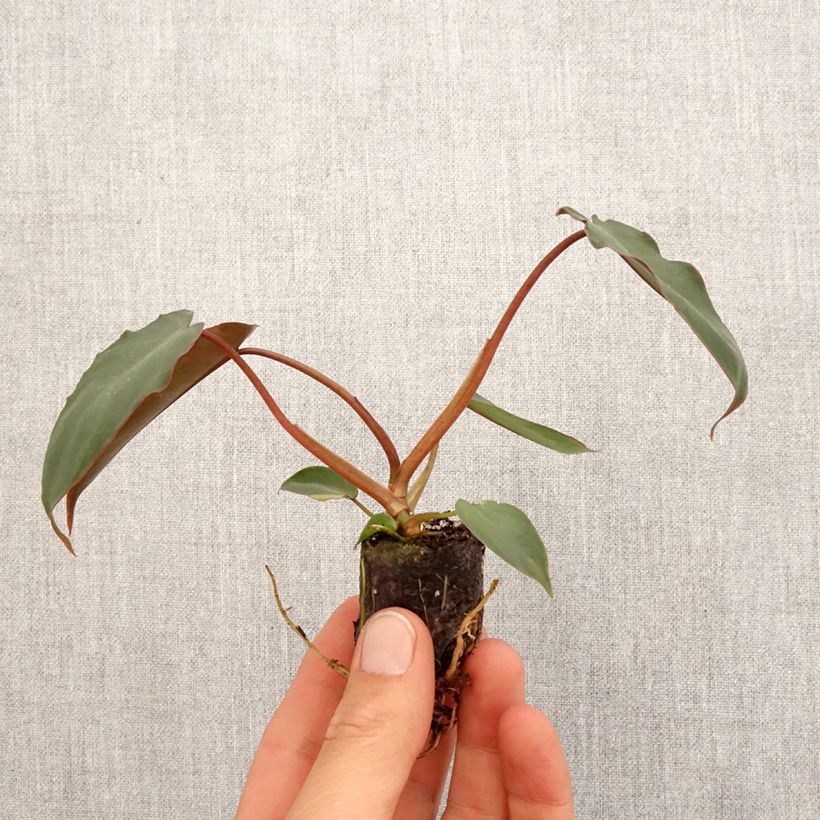 Spécimen de Philodendron billietiae x atabapoense - Mini-motte Ø 3/4 cm tel que livré au printemps