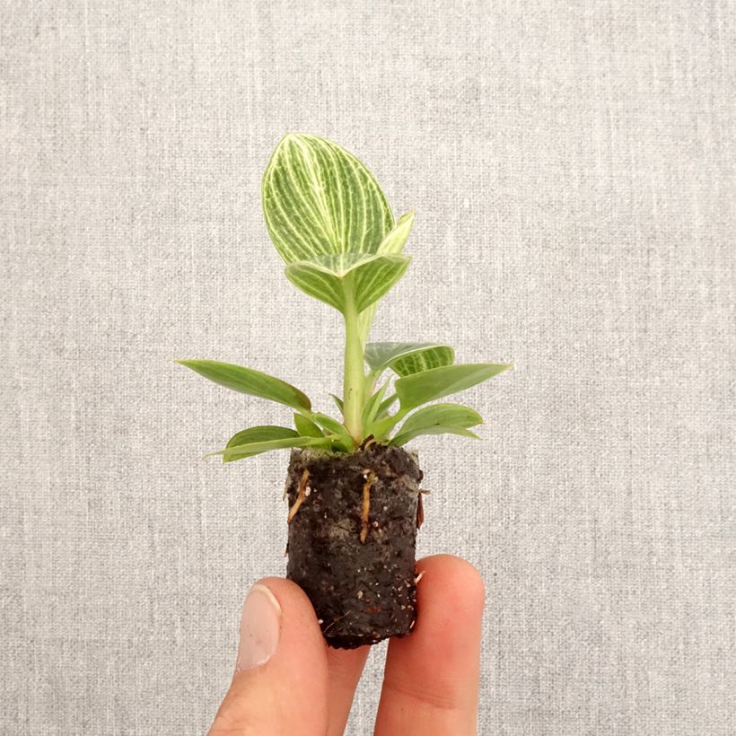 Spécimen de Philodendron Birkin Ribbon - Mini-motte Ø 3/4 cm tel que livré au printemps