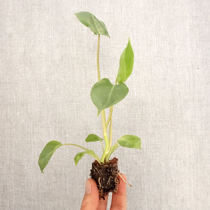 Spécimen de Philodendron burle-marxii - Mini-motte Ø 3/4 cm tel que livré au printemps