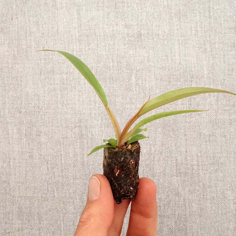 Spécimen de Philodendron Caramel Pluto - Mini-motte Ø 3/4 cm tel que livré au printemps