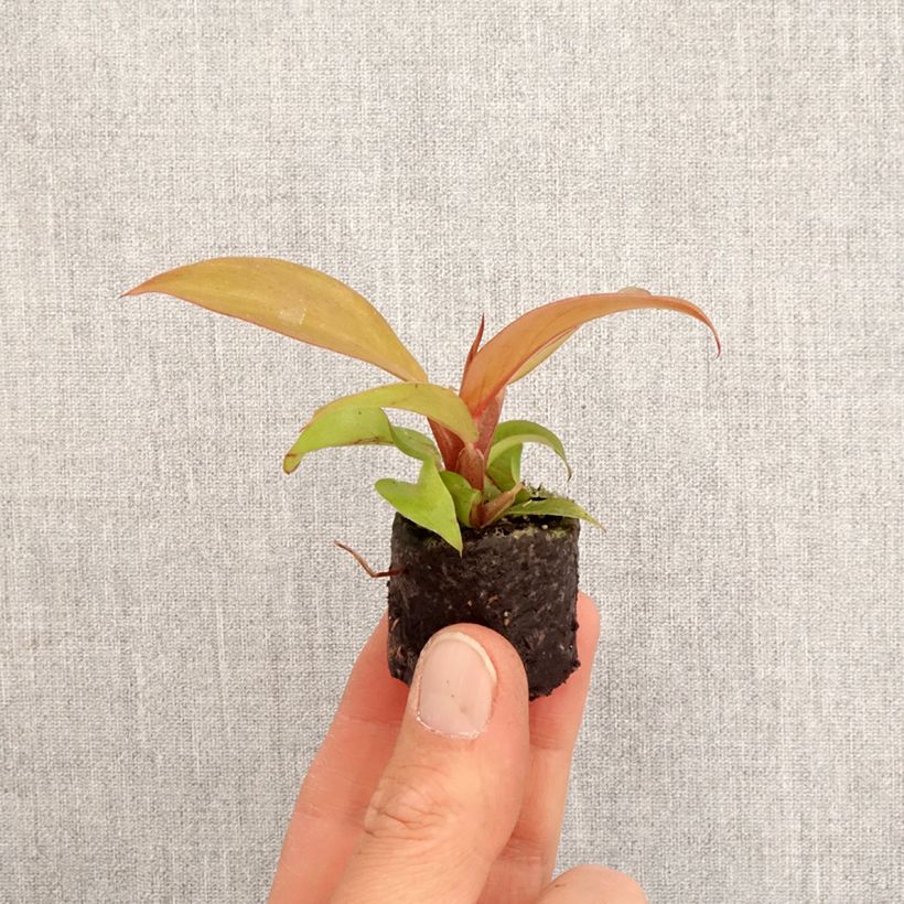 Spécimen de Philodendron Cherry Red - Mini-motte Ø 3/4 cm tel que livré au printemps