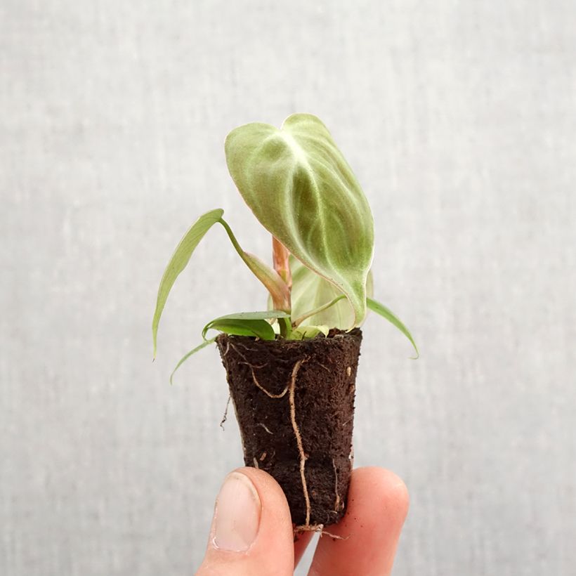 Spécimen de Philodendron El Choco Red - Motte 5 cm x 7 cm tel que livré au printemps