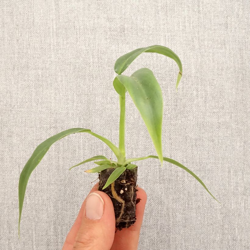 Spécimen de Philodendron elegans - Mini-motte Ø 3/4 cm tel que livré au printemps