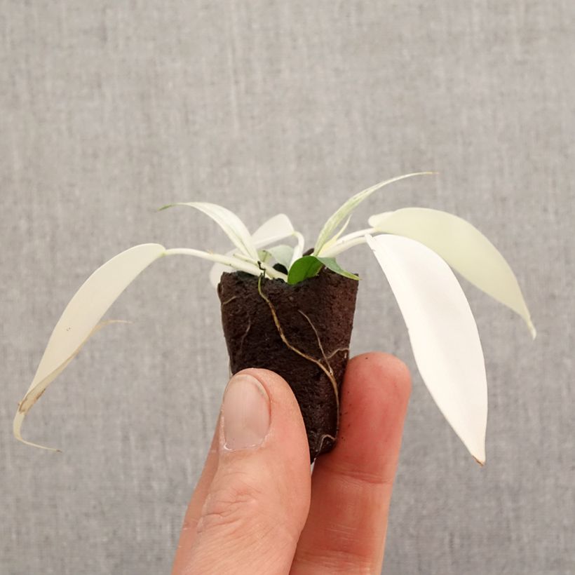 Spécimen de Philodendron Florida Ghost - Mini-motte Ø 3/4 cm tel que livré au printemps