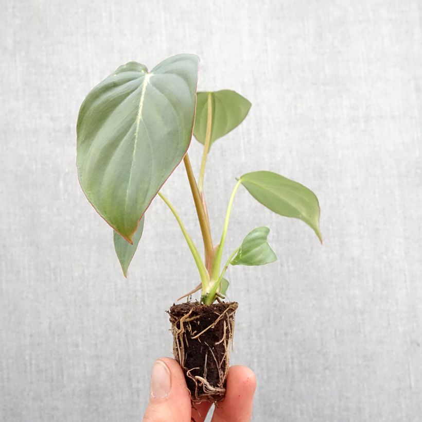 Spécimen de Philodendron gloriosum - Mini-motte Ø 3/4 cm tel que livré au printemps