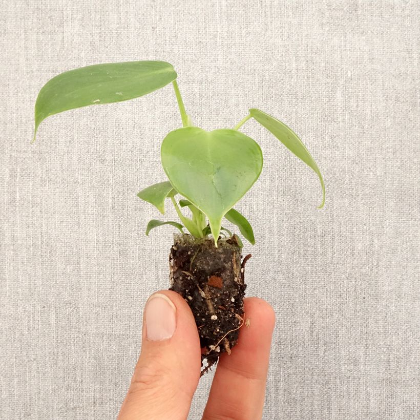Spécimen de Philodendron grazielae - Mini-motte Ø 3/4 cm tel que livré au printemps
