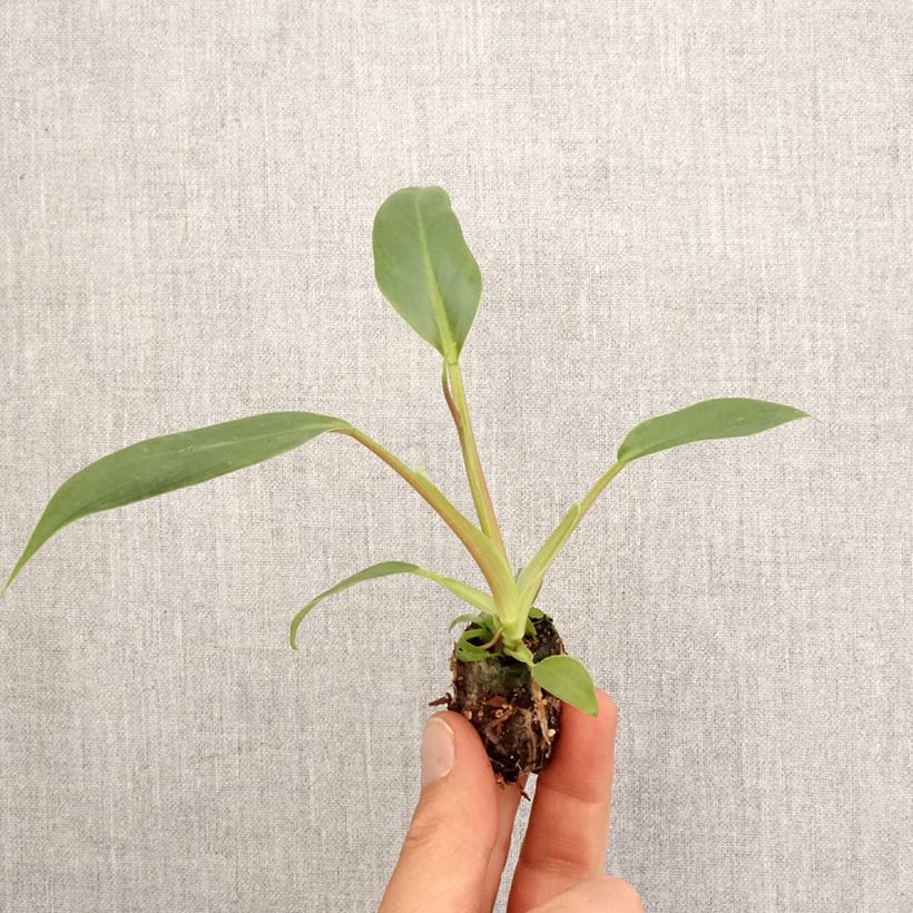 Spécimen de Philodendron holtonianum Trilobe Mini-motte Ø 3/4 cm tel que livré au printemps