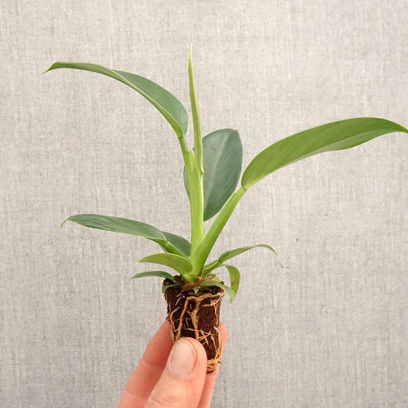 Spécimen de Philodendron Imperial Green - Mini-motte Ø 3/4 cm tel que livré au printemps