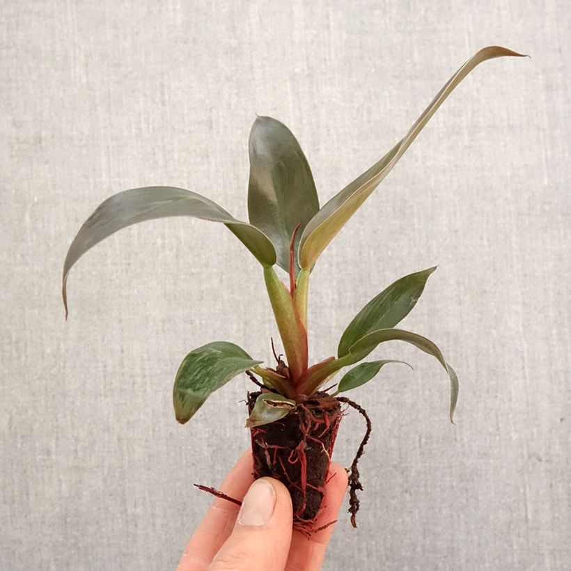 Spécimen de Philodendron Imperial Red - Mini-motte Ø 3/4 cm tel que livré au printemps