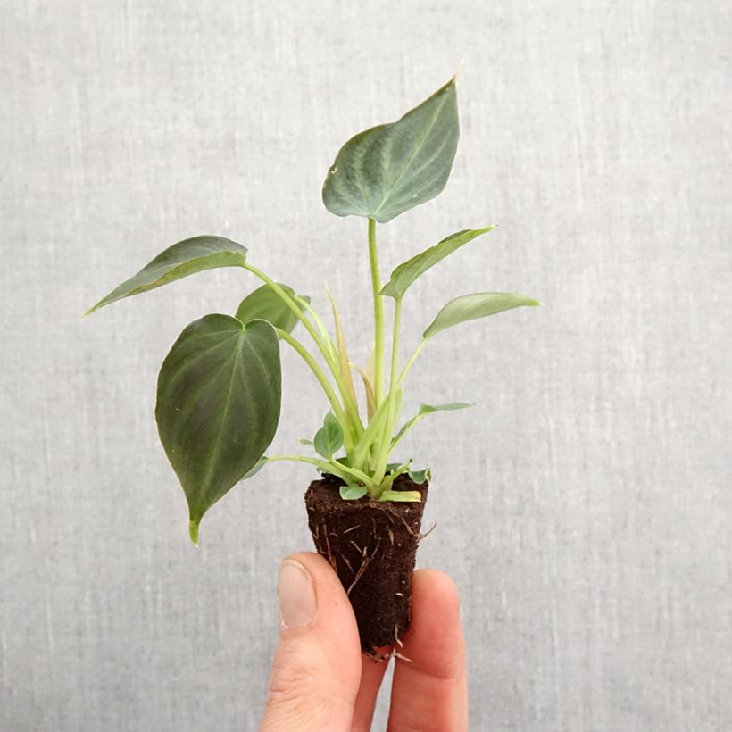 Spécimen de Philodendron Incensi - Mini-motte Ø 3/4 cm tel que livré au printemps