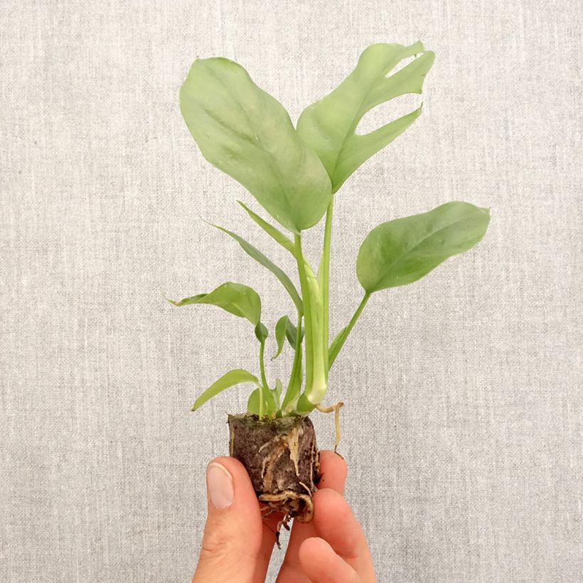 Spécimen de Philodendron Minima - Monstera minima Mini-motte Ø 3/4 cm tel que livré au printemps