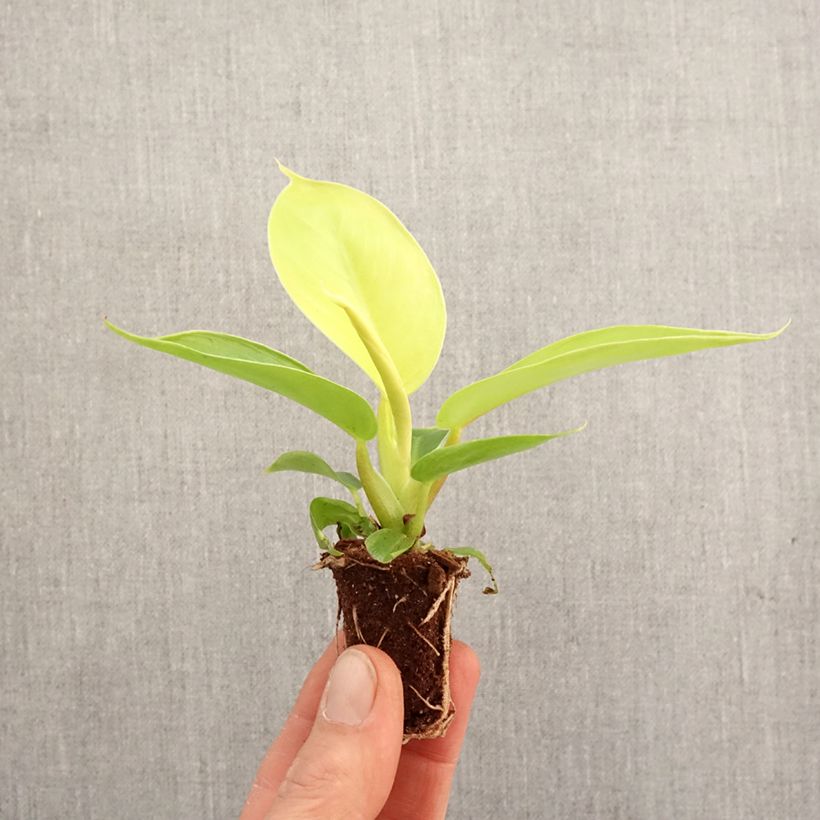 Spécimen de Philodendron Moonlight - Mini-motte Ø 3/4 cm tel que livré au printemps