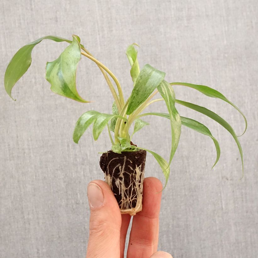Spécimen de Philodendron Paraiso Verde - Mini-motte Ø 3/4 cm tel que livré au printemps
