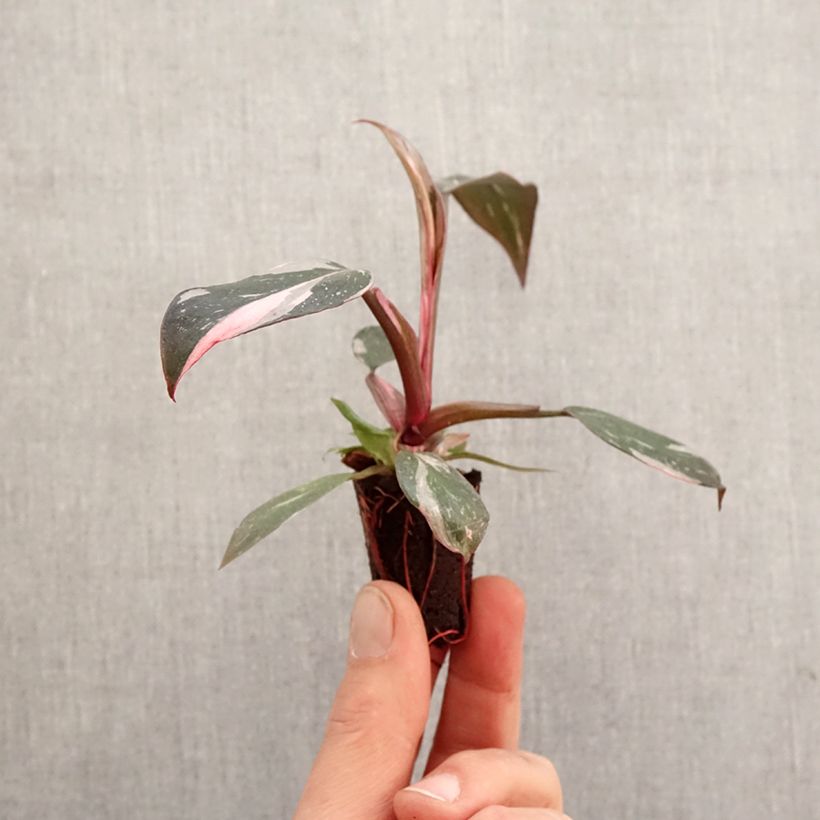 Spécimen de Philodendron Pink Princess - Mini-motte Ø 3/4 cm tel que livré au printemps