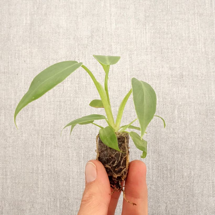 Spécimen de Philodendron radiatum - Mini-motte Ø 3/4 cm tel que livré au printemps
