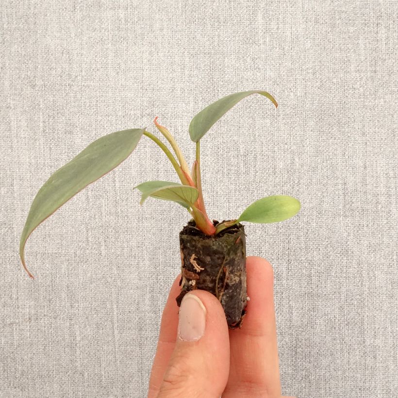 Spécimen de Philodendron Red Heart - Mini-motte Ø 3/4 cm tel que livré au printemps