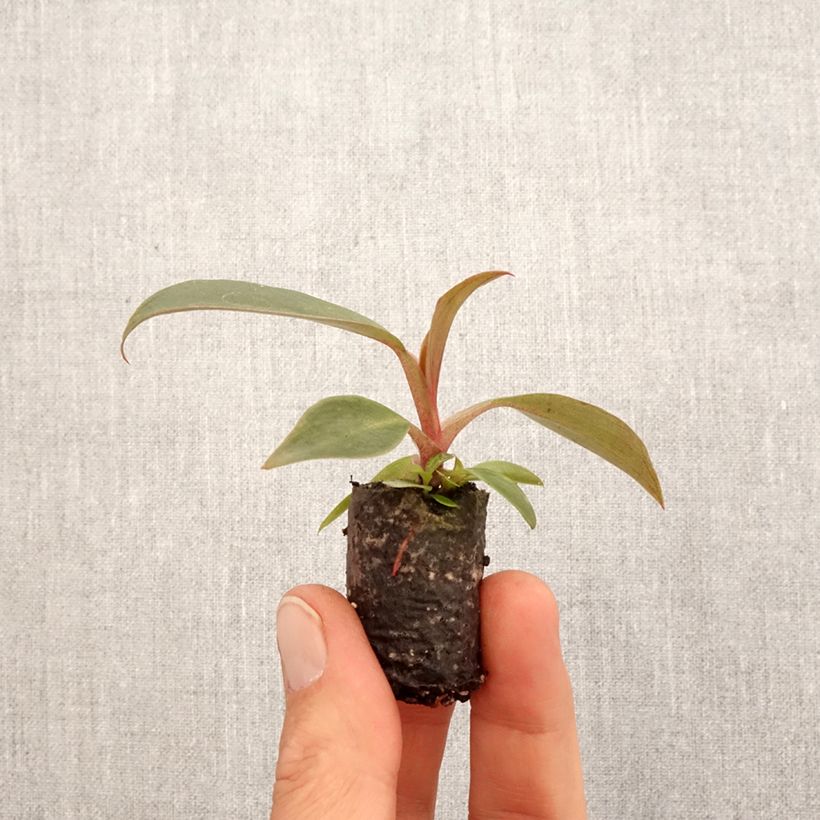 Spécimen de Philodendron Royal Queen - Motte 5 cm x 7 cm tel que livré au printemps