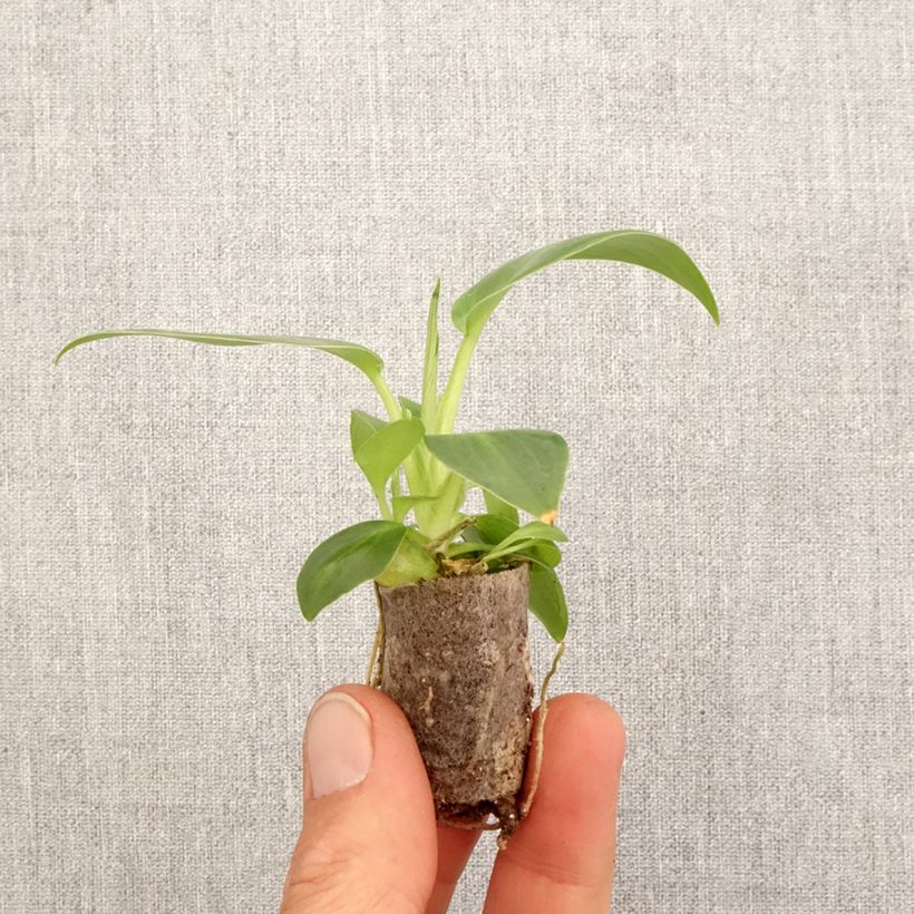 Spécimen de Philodendron rugosum Aberrant Mini-motte Ø 3/4 cm tel que livré au printemps