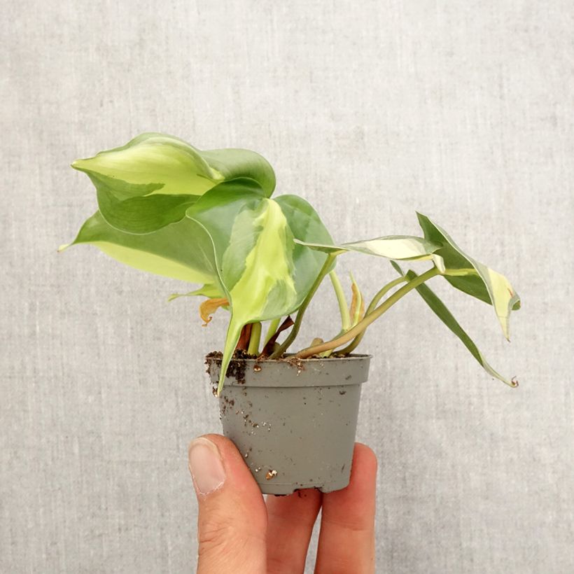 Spécimen de Philodendron scandens Brasil Mini-plante tel que livré au printemps