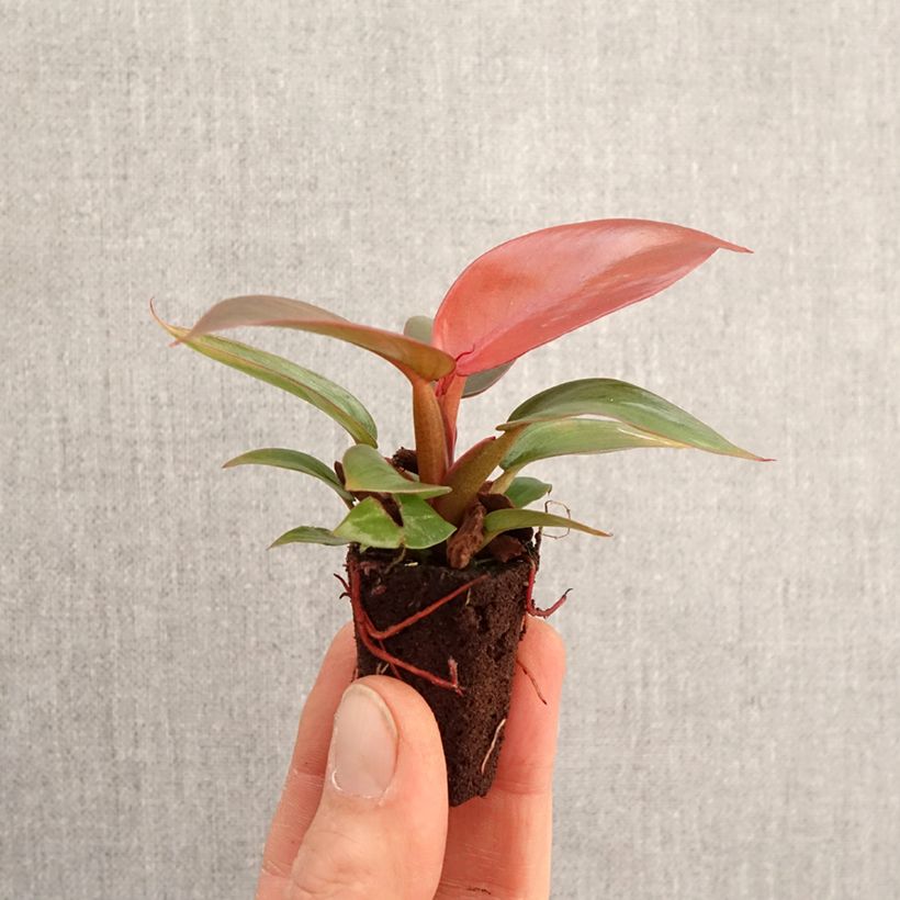 Spécimen de Philodendron Sun Red - Mini-motte Ø 3/4 cm tel que livré au printemps