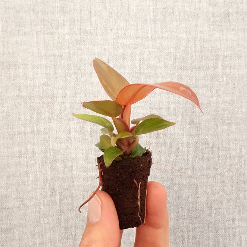 Spécimen de Philodendron Sunlight - Mini-motte Ø 3/4 cm tel que livré au printemps