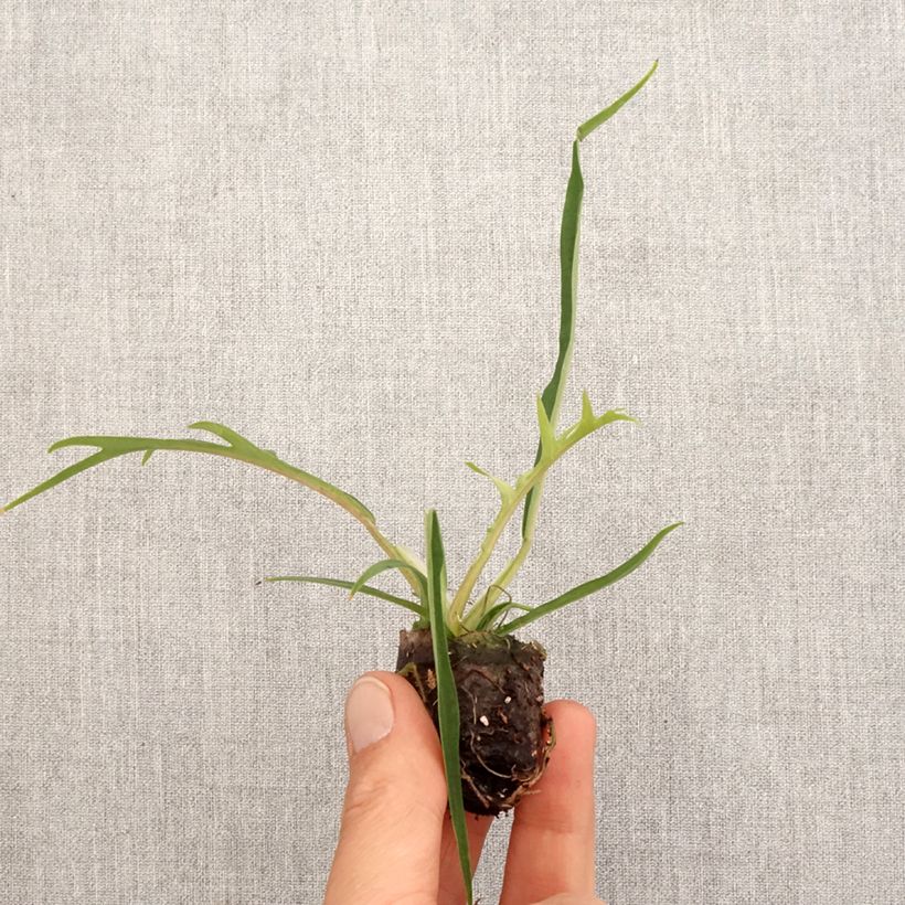 Spécimen de Philodendron tortum - Mini-motte Ø 3/4 cm tel que livré au printemps