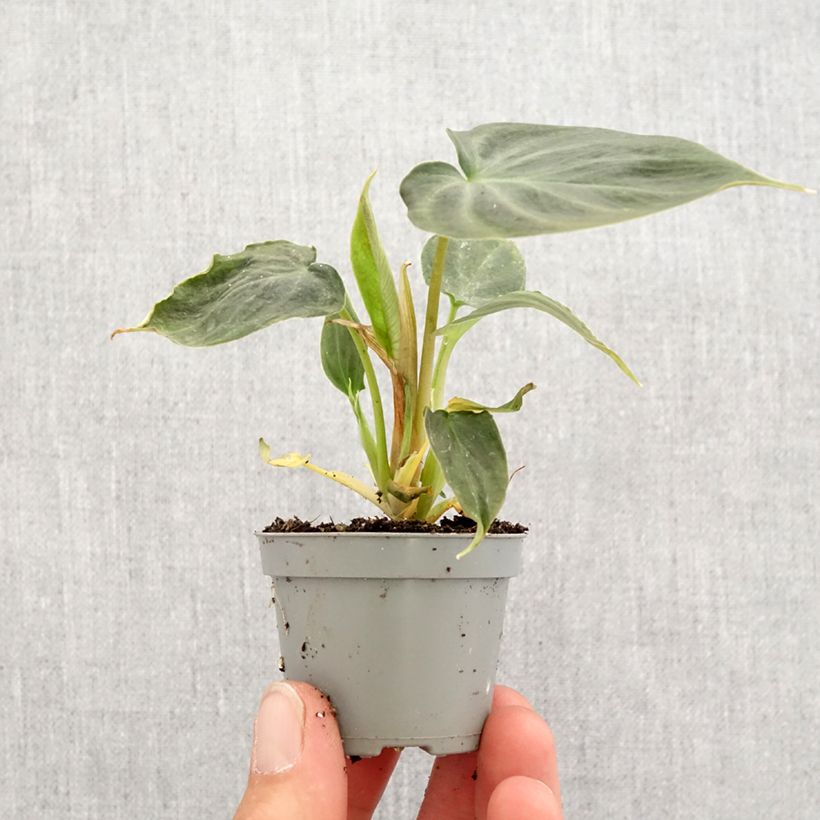 Spécimen de Philodendron verrucosum Mini-plante tel que livré au printemps
