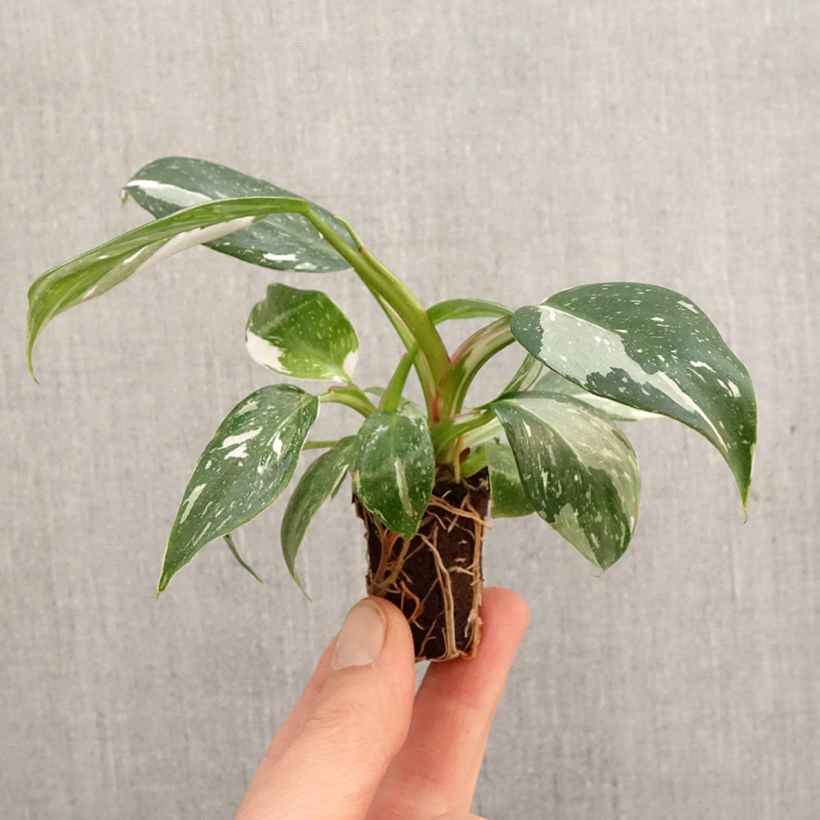 Spécimen de Philodendron White Princess - Mini-motte Ø 3/4 cm tel que livré au printemps