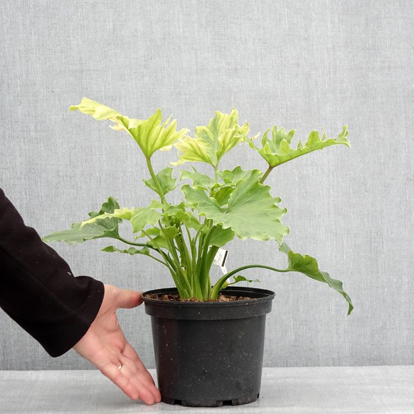 Spécimen de Philodendron xanadu Hope Pot de 2L/3L tel que livré en hiver