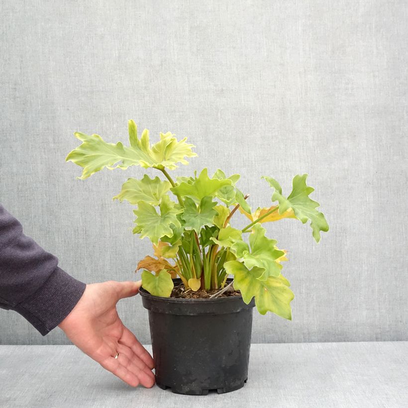 Spécimen de Philodendron xanadu Hope en pot de 2/3 litres tel que livré au printemps