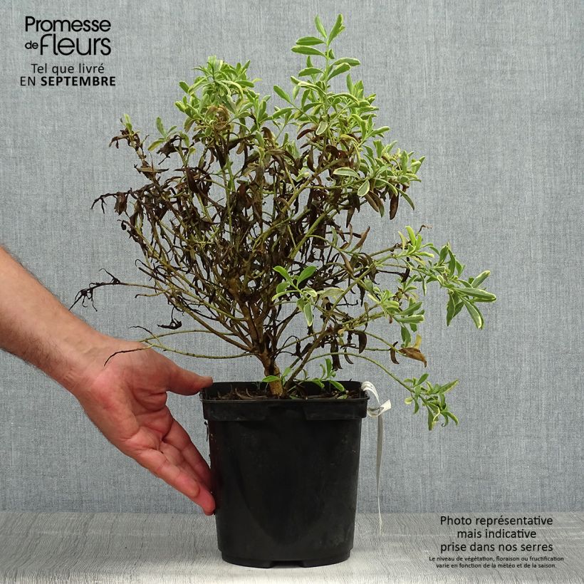 Spécimen de Philotheca (Eriostemon) myoporoides Gold Touch  Pot de 3L/4L tel que livré en automne