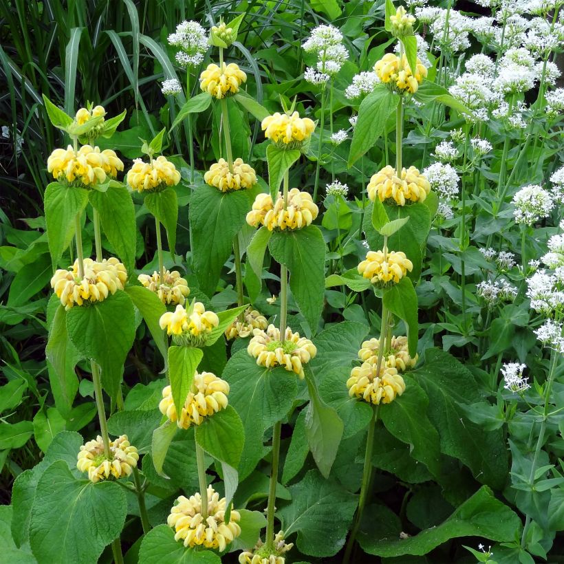 Phlomis de Russell - Phlomis russeliana (Floraison)