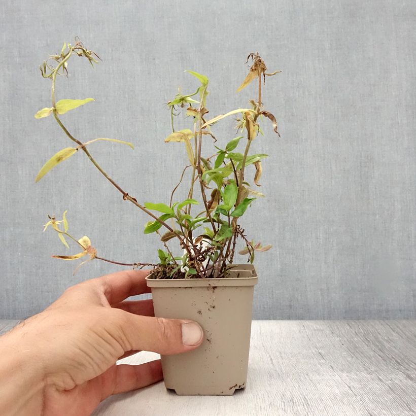 Spécimen de Phlox divaricata Dirigo Ice Godet de 8/9 cm tel que livré en été