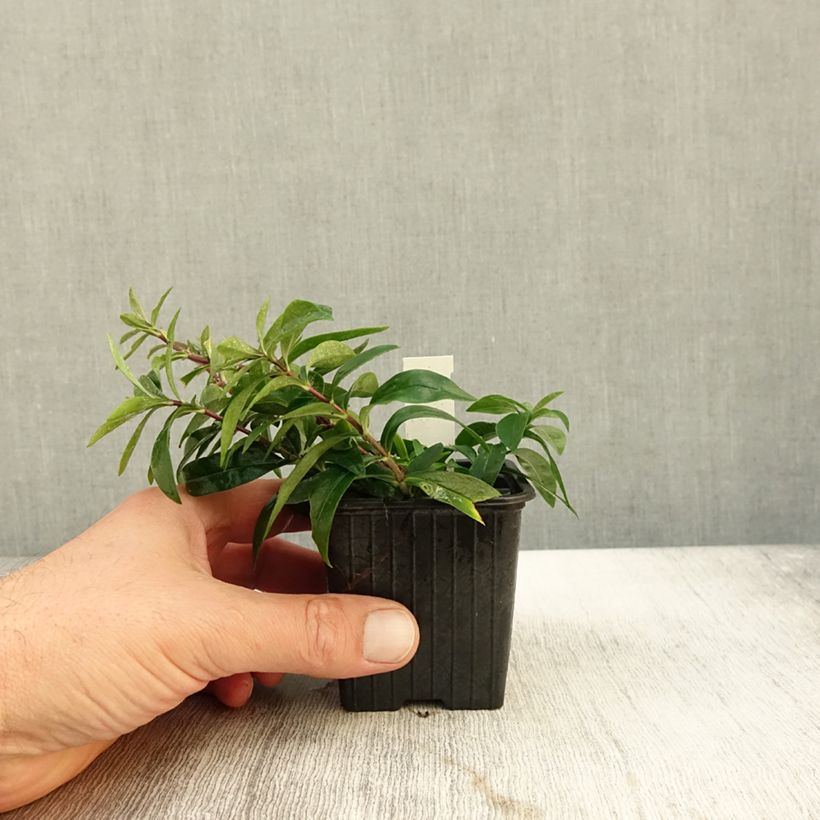 Spécimen de Phlox divaricata May Breeze Godet de 8/9 cm tel que livré en automne