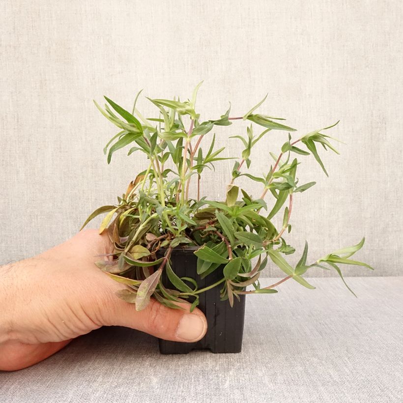 Spécimen de Phlox divaricata May Breeze - Godet de 8/9 cm tel que livré au printemps