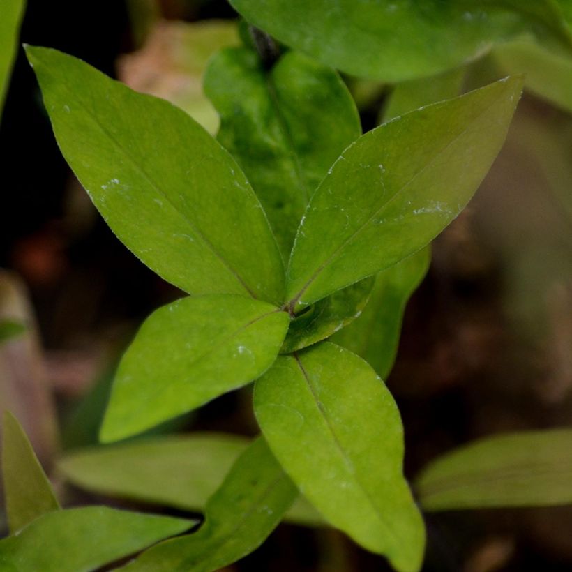 Phlox divaricata White Perfume (Feuillage)