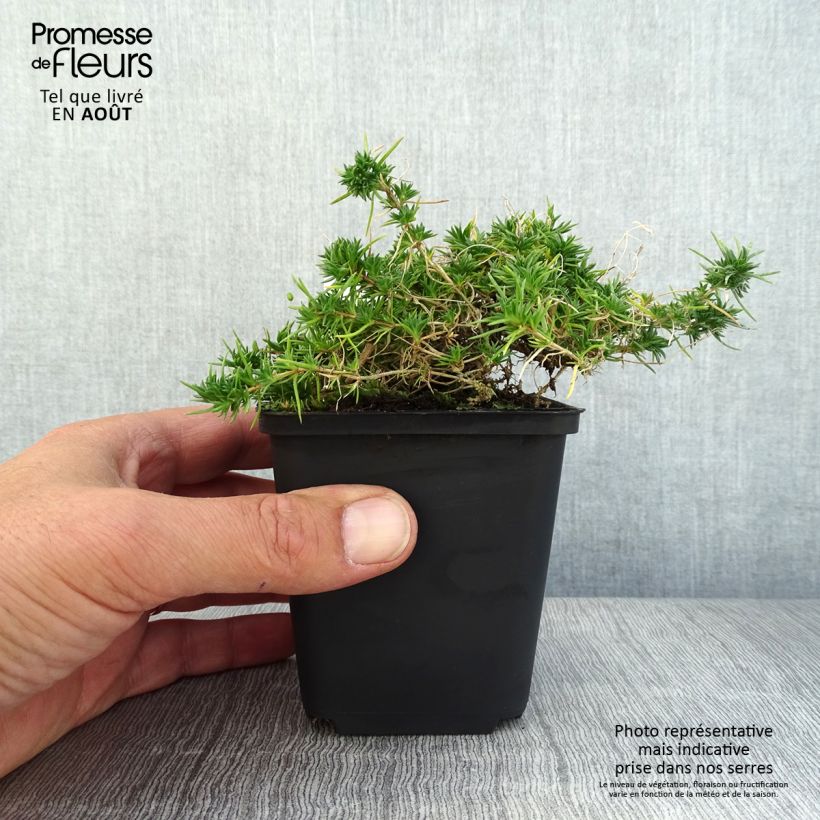 Spécimen de Phlox douglasii Crackerjack - Phlox mousse tel que livré en ete