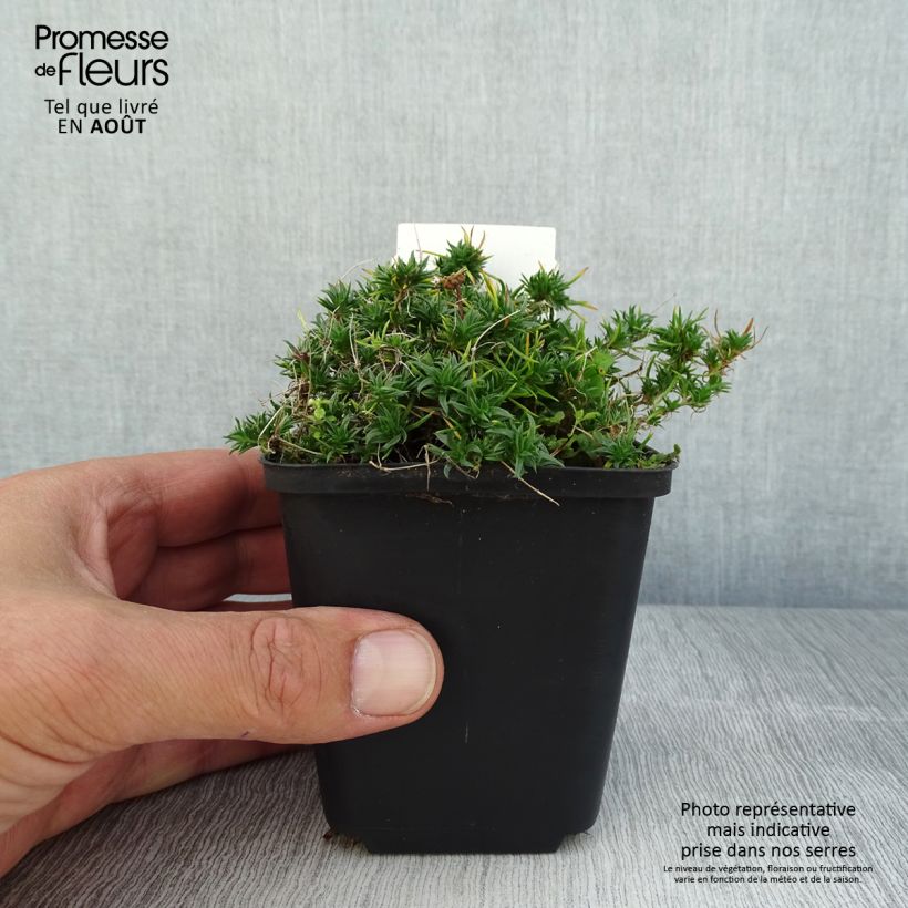 Example of Phlox douglasii Ochsenblut - Phlox mousse as you get in ete