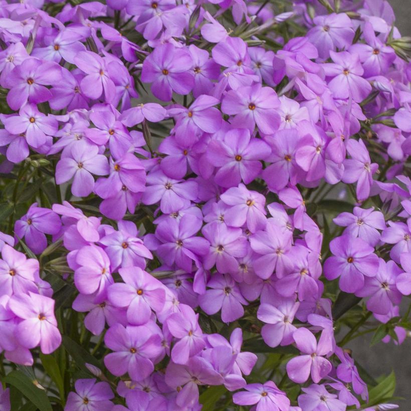 Phlox hybride Forever Pink - Phlox nain (Floraison)