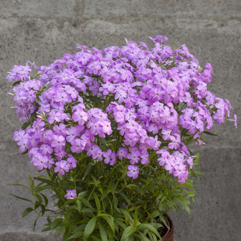 Phlox hybride Forever Pink - Phlox nain (Port)