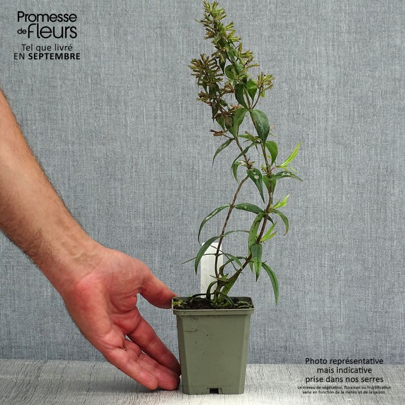 Spécimen de Phlox maculata Alpha Godet de 8/9 cm tel que livré en été