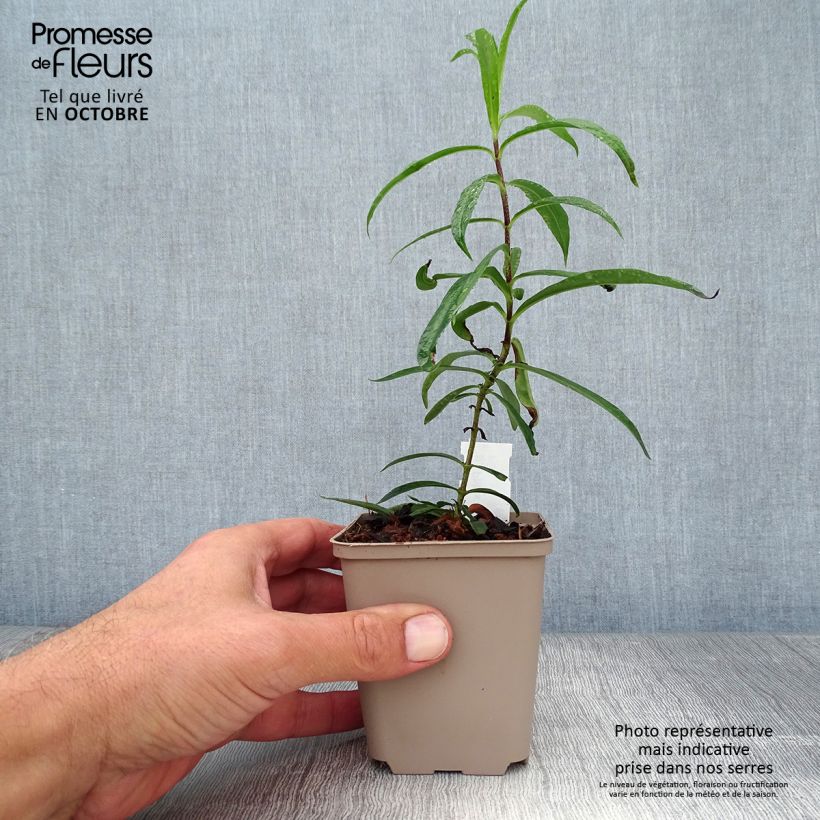 Spécimen de Phlox maculata Natasha Godet de 8/9 cm tel que livré en automne
